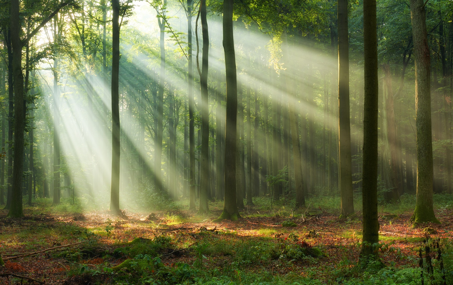 Le projet Silva, initiative pour la reforestation et la biodiversité